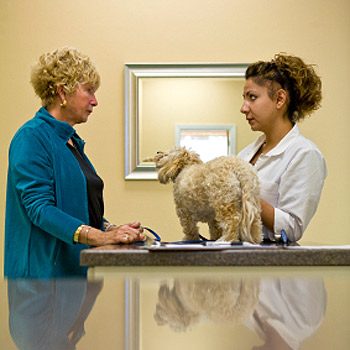 12. How to Find a Good Vet: Ask Questions  