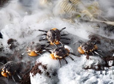 Halloween Treat Recipe: Caramel Walnut Spiders