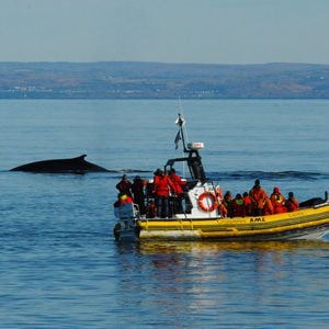  10. Go Whale Watching in Baie-Sainte-Catherine 