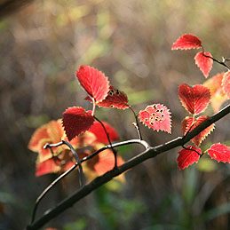 Red-Osier Dogwood and Yellow-Stemmed Dogwood