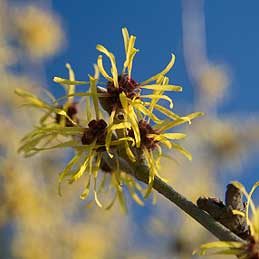 Arnold's Promise Witch Hazel