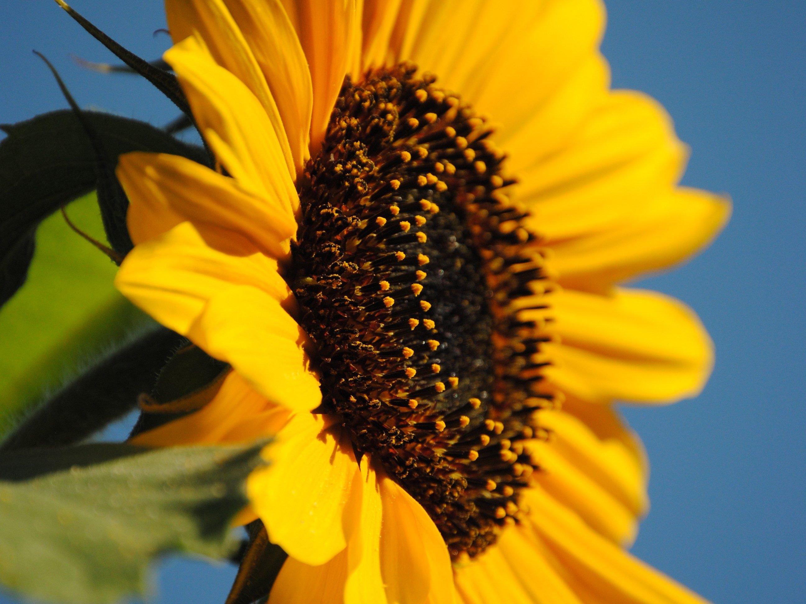 Sunflower power