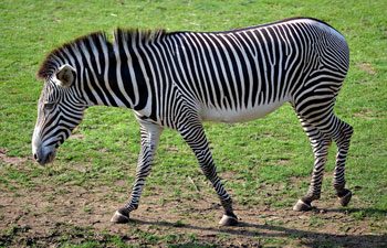 1. Zebra
