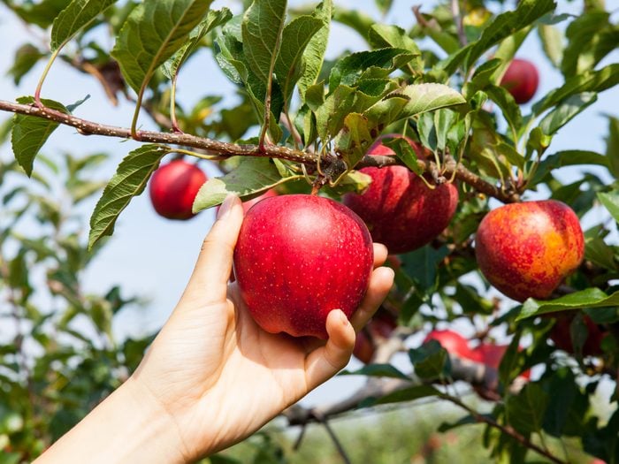 Apple benefits - picking apples