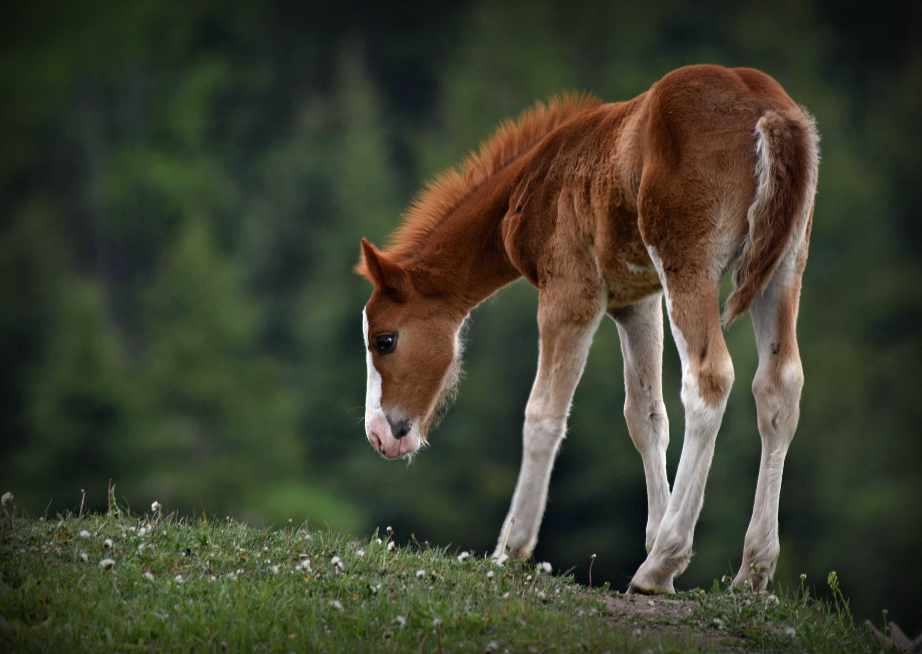 four-legged-friends-brown-white-horse
