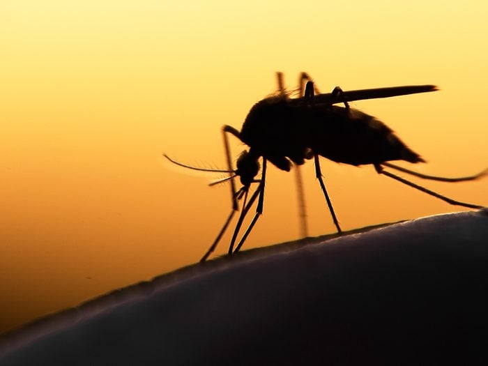Mosquito in silhouette