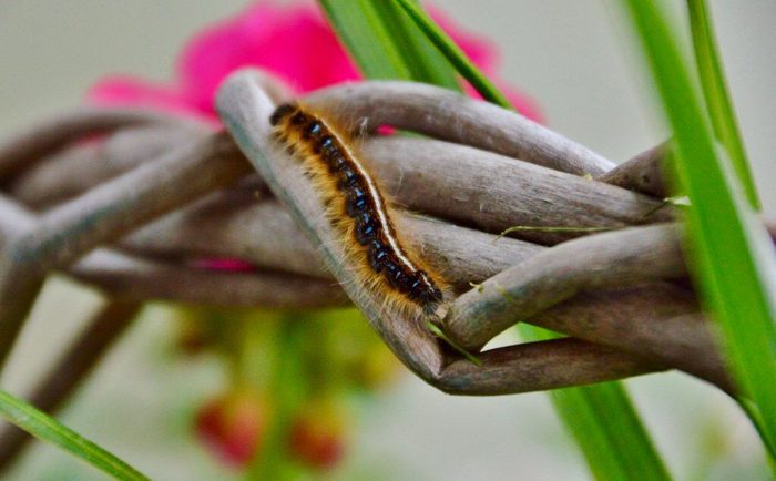 Caterpillar crawling on flower branch