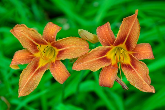 Close-up of orange day lilies