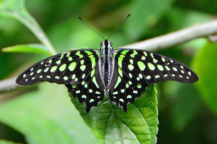 Close-up of green and black butterfly