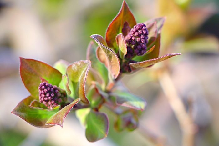 Close-up of lilac bush