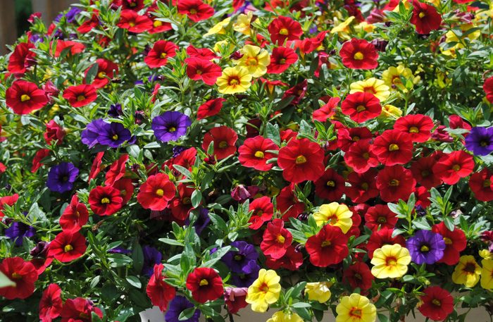 Purple, red and yellow petunias
