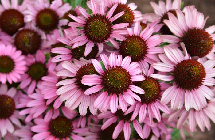 Group of pink daisies