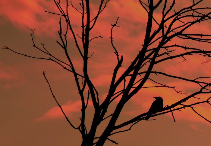 Bird sitting on tree branch at dawn