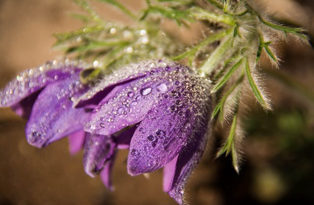 Raindrops on purple spring flowers