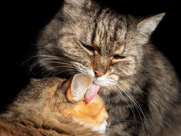 Cats groom each other. Senior tabby cat is licking affectionate younger cat. Focus on rough tongue sharp spines, called papillae. Concept for bonding pets, allogrooming behavior and maternal instinct.