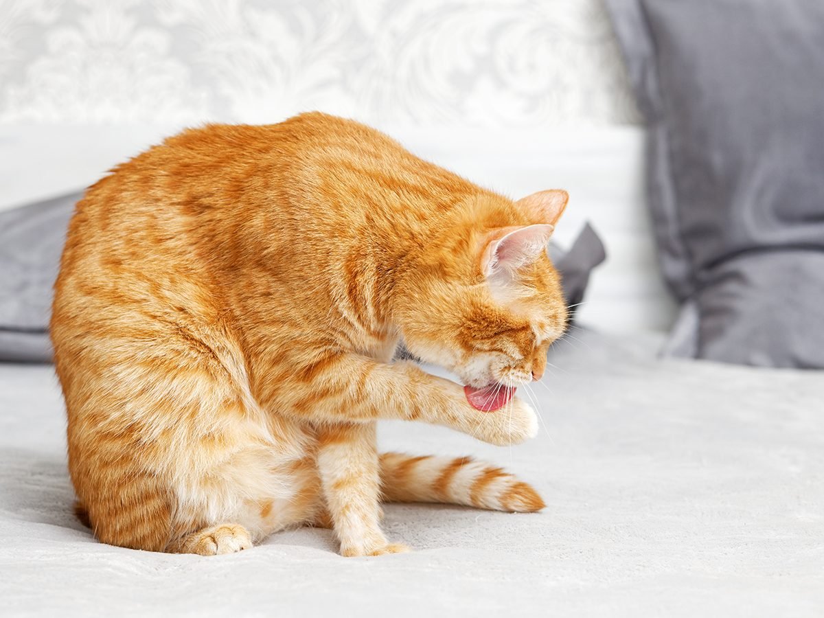 Reasons Why Cats Clean Themselves So Much Reader's Digest Canada