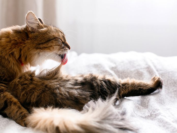 Maine coon cat grooming and lying on white bed in sunny bright stylish room. Cute cat with green eyes and with funny adorable emotions licking and cleaning fur