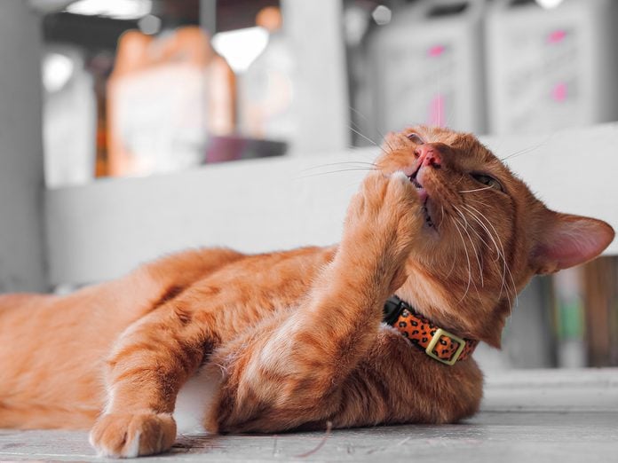 Orange colored Cat lick its body to clean itself