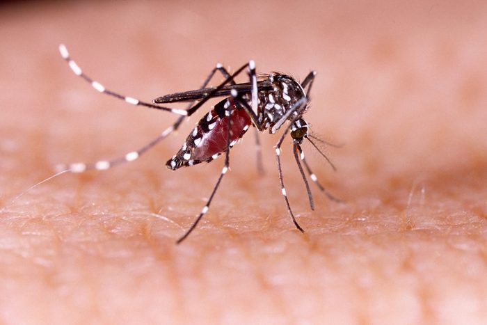 Mosquito carrying the Zika virus