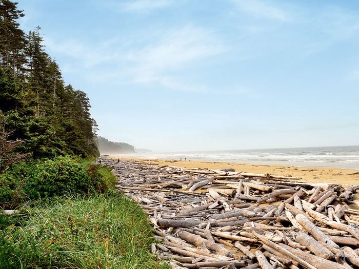 Driftwood on a beach on Calvert Island, British Columbia