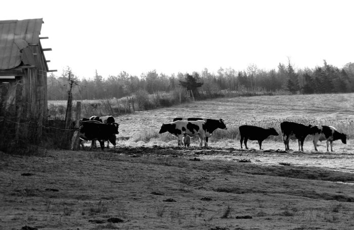 Cows heading out to pasture