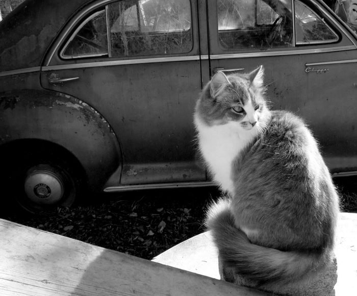 Cat seated next to car at farm