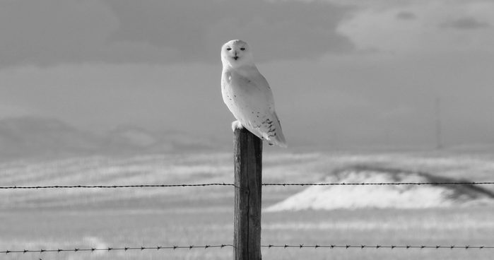 Owl perched on fence