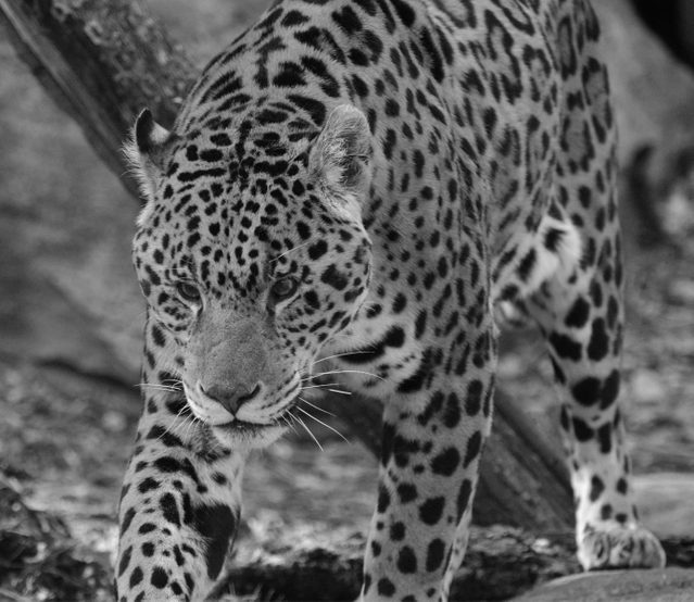 Jaguar at Toronto Zoo