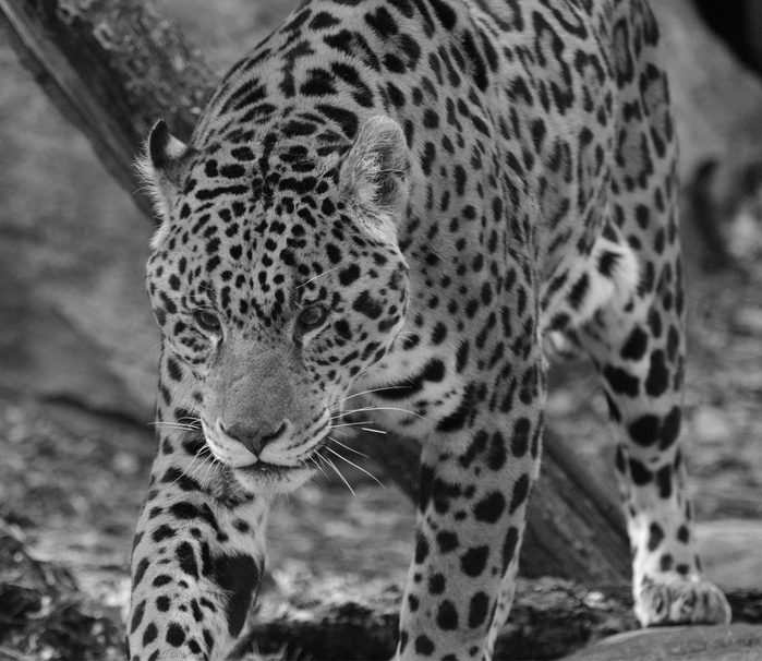 Jaguar at Toronto Zoo