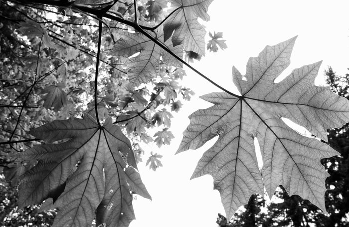 Maple leaves 