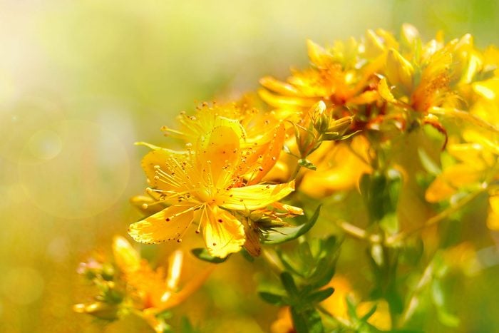 St. John's Wort is one of the many depression treatments available to sufferers