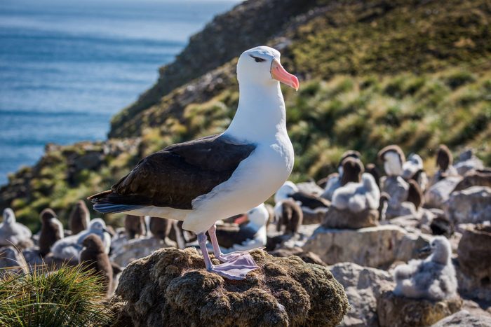 word power test - Albatross on rock colony