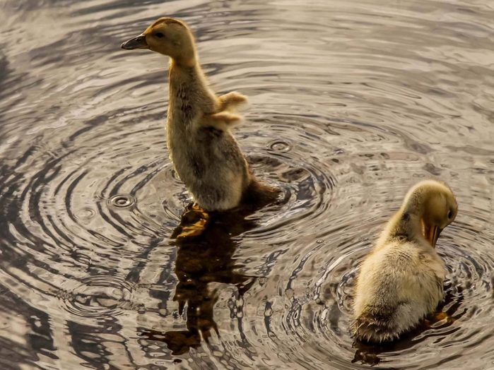 Ducks playing in lake