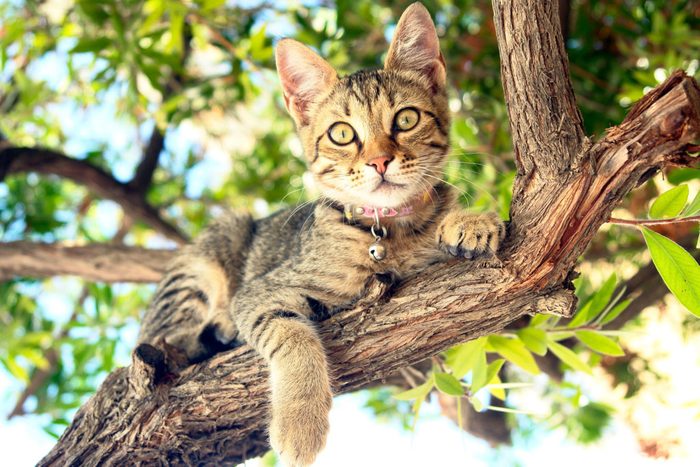 Cat in a tree 