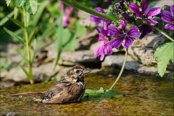 Sparrow bathing in backyard waterfall
