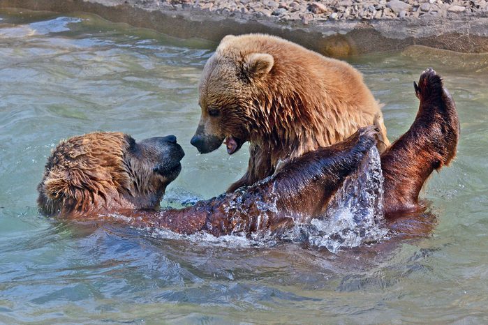 Two bears in the water at Toronto Zoo