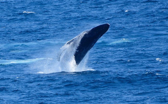 Humpback whale in Cape Breton