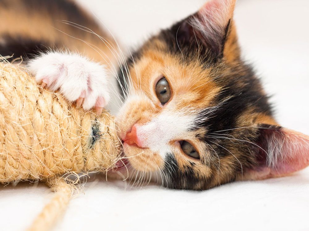 Why are all calico cats female?