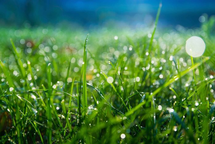 Morning dew on leaves of grass