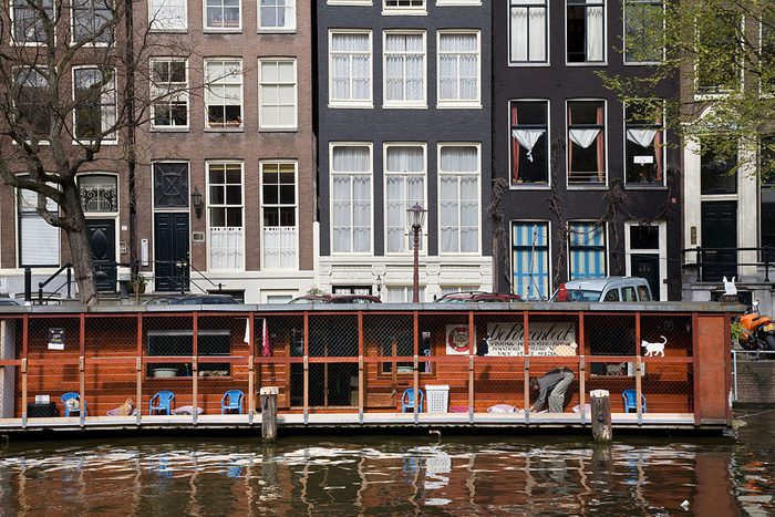 Cat Boat in Amsterdam, Netherlands