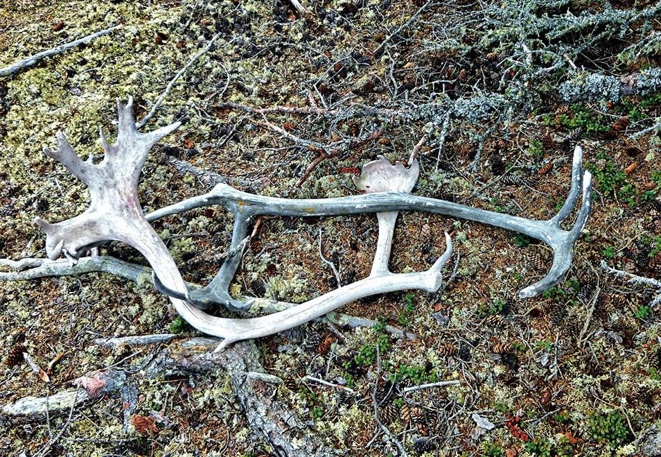 Barren lands - antlers on lichen