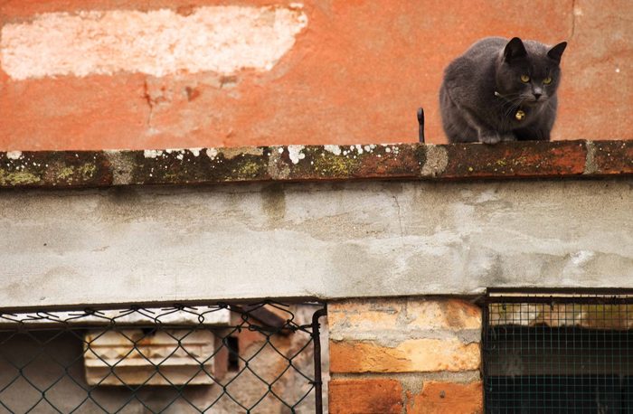Largo Di Torre Argentina Cat Sanctuary is one of the world's best destinations for cat lovers
