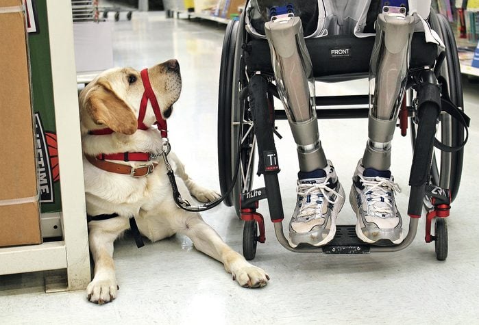 Vantage from Assistance Dogs Division