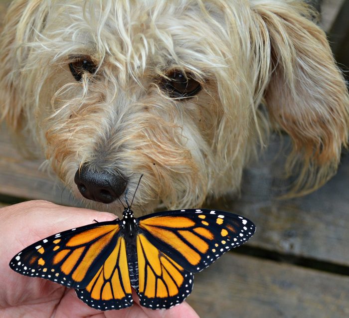 Dog meeting a butterfly