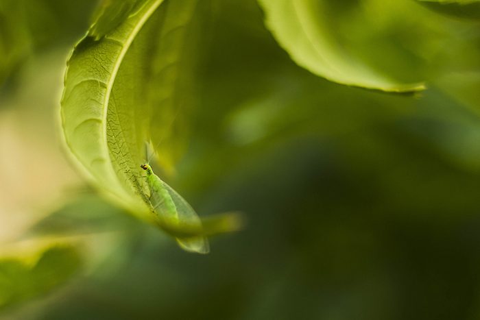 Green bug on a leaf