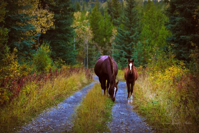 our-canada-big-small-horses