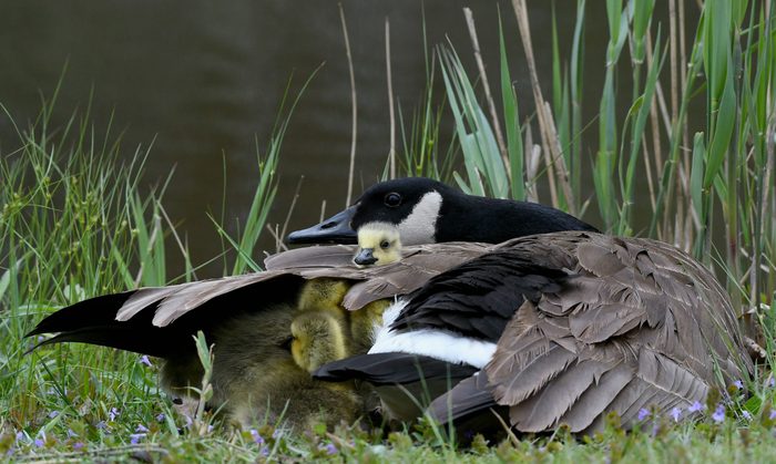 Mother goose with Goslings under wing