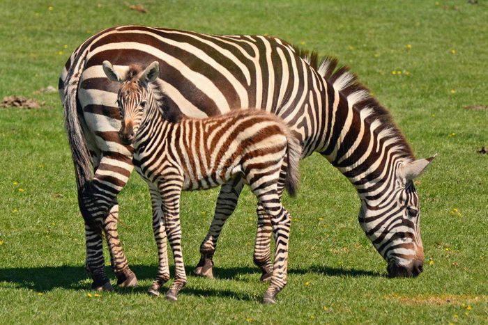 Young zebra with its mother