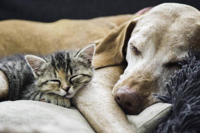 Cat and dog sleeping on couch