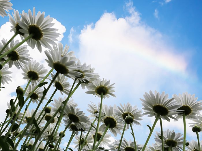 Rainbow pictures - shasta daisies and rainbow